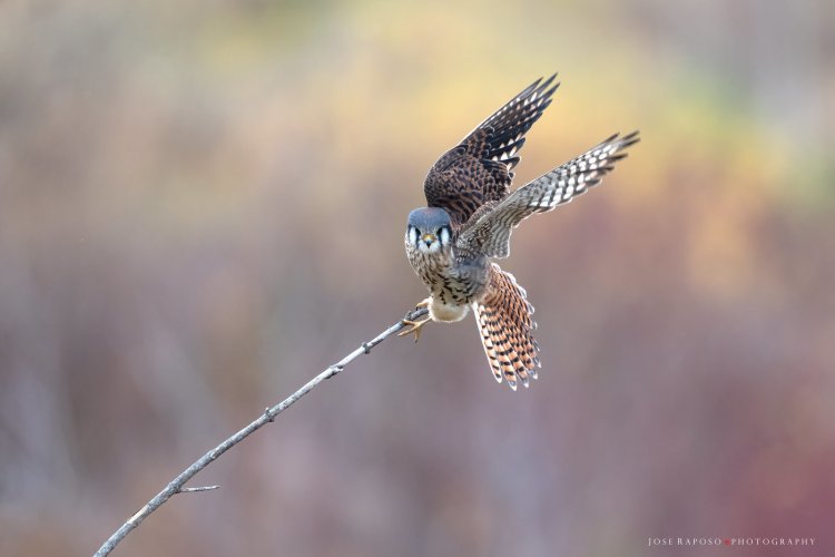 American Kestrel female and fading autumn colours