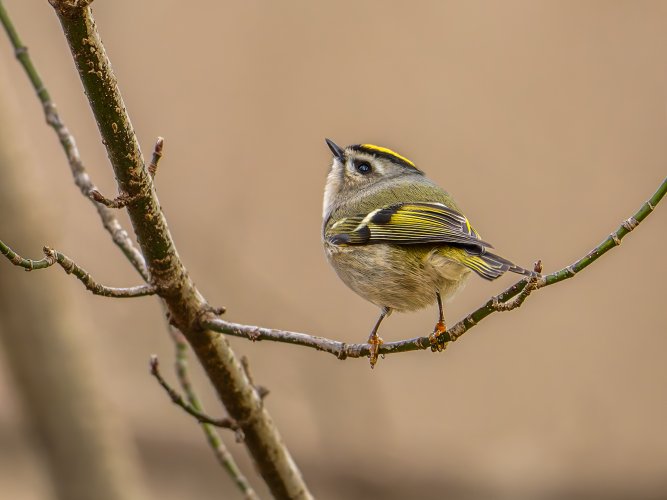 Golden crowned kinglet