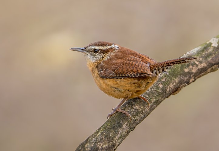 Carolina wren