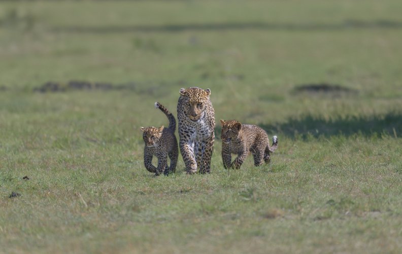 Leopardess Luluka with her 2 cute cubs, Masai Mara