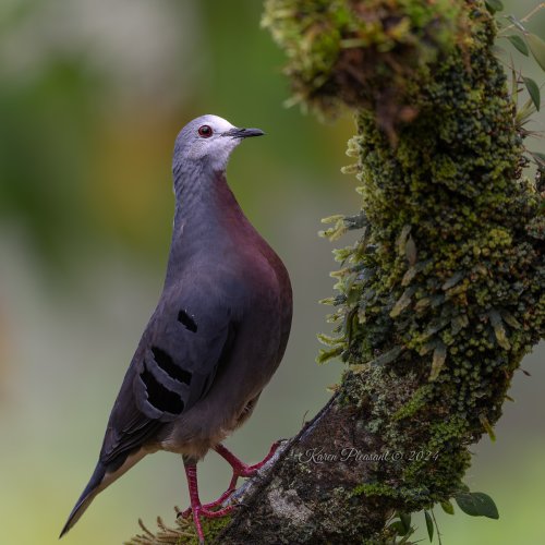 Rare Maroon-chested ground dove