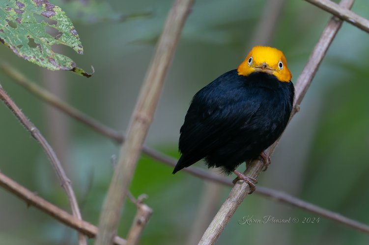 Golden-headed manakin