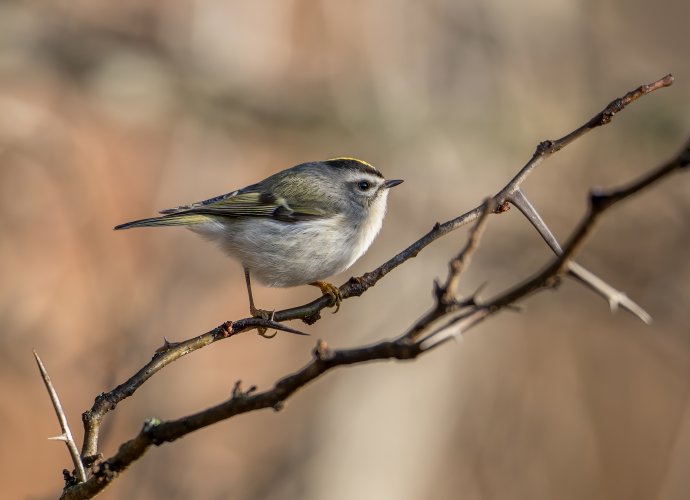 Golden crowned kinglet