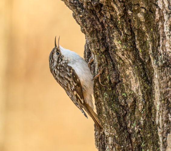 Brown creeper