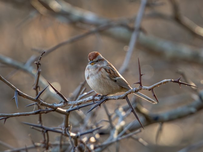 American tree sparrow