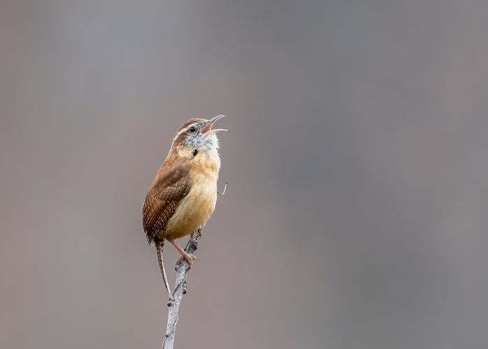 A Carolina wren singing