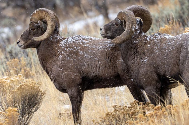 Bighorns on the North Fork