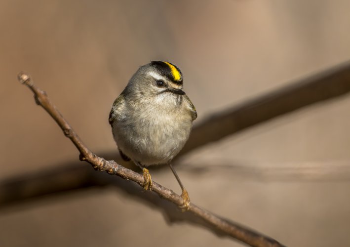 A spunky golden crowned kinglet