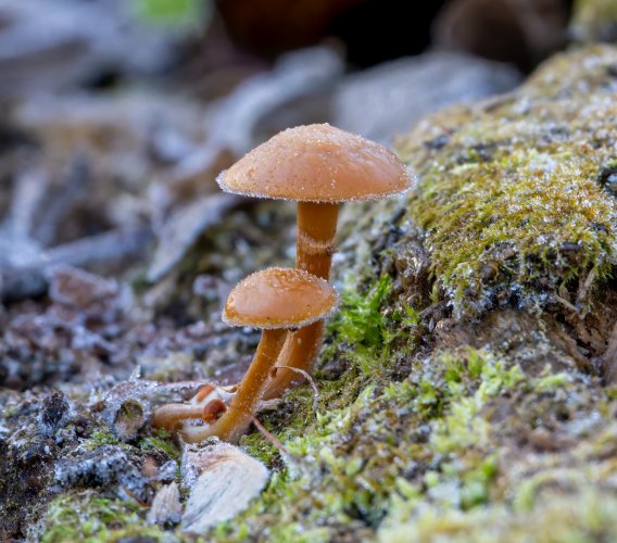 Frozen mushrooms