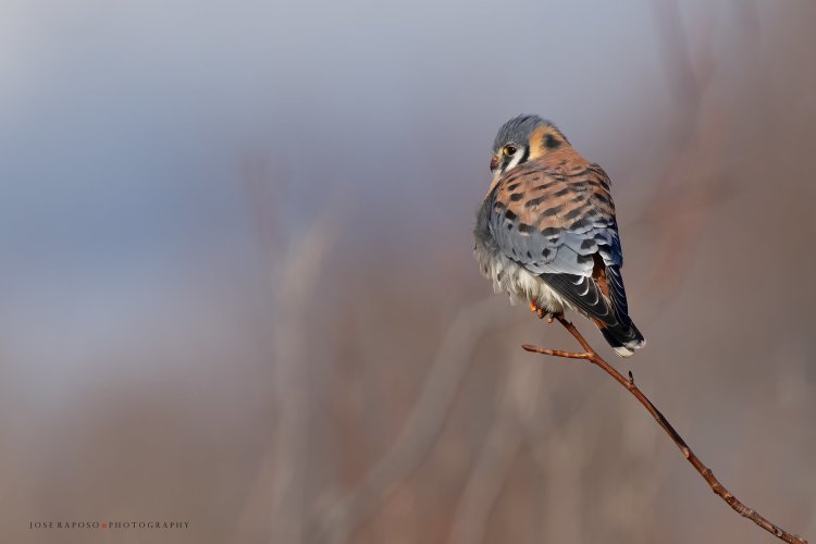 Pastel Kestrel