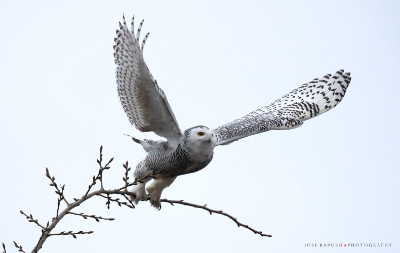 Some Snowy Owls