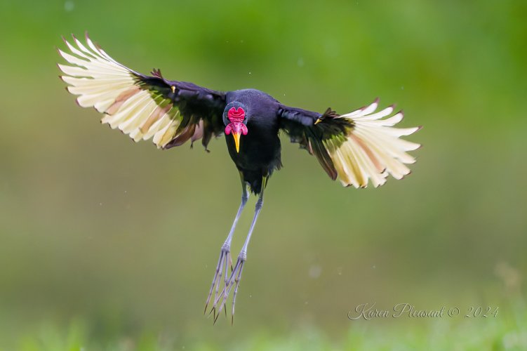 INCOMING!  Jacana landing.........