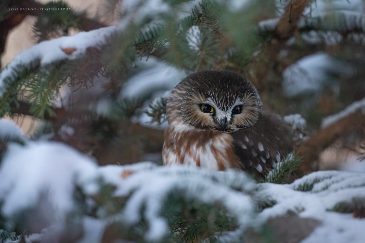 Northern Saw-whet owl