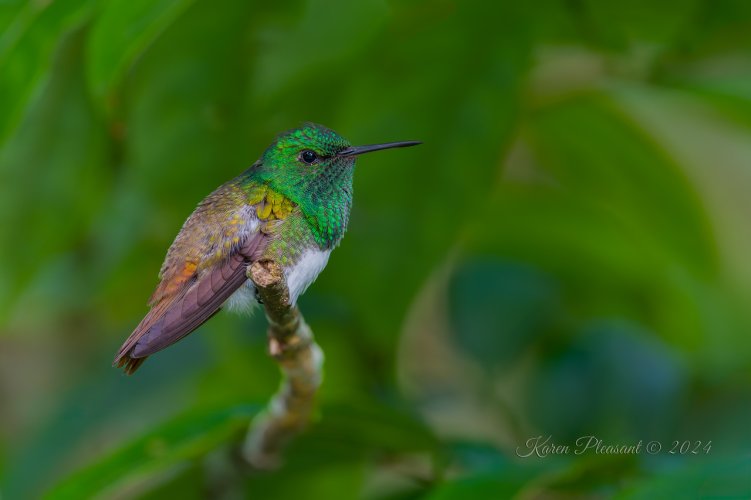 Post Your Best Wildlife Images From 2024!