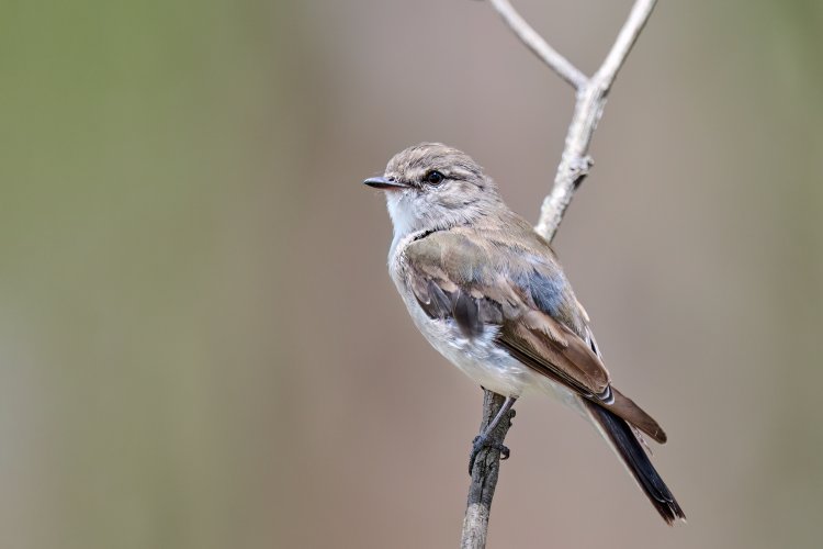 Hooded Robin