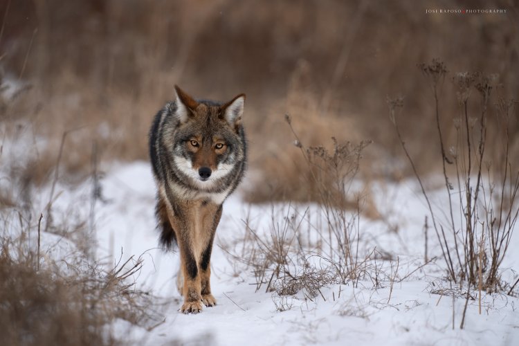 Coyote hunting voles