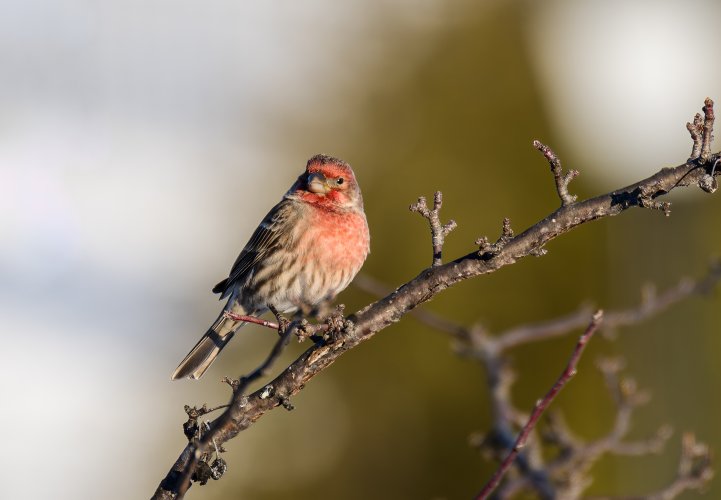 House finches