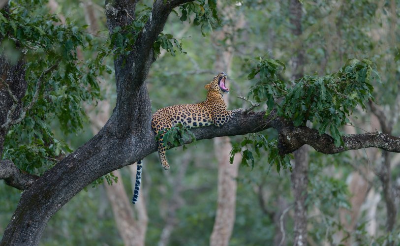 Leopard Yawning