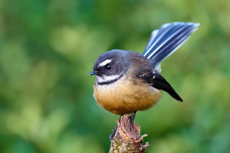 New Zealand Birds