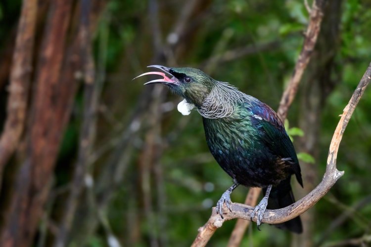 New Zealand Birds