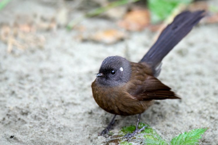 New Zealand Birds