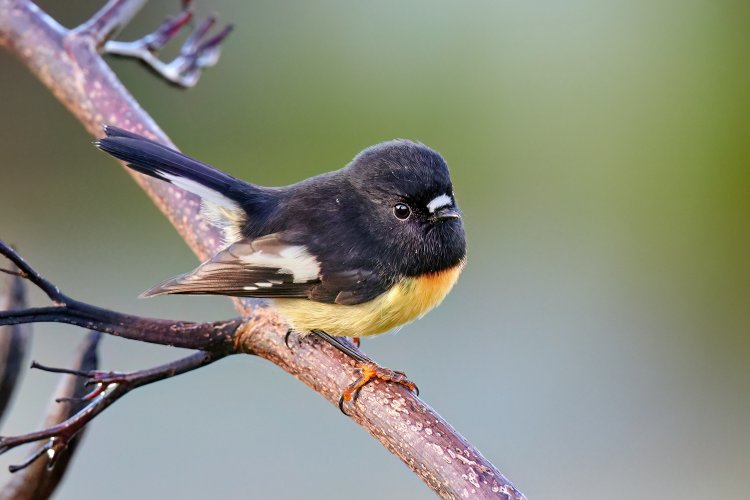 New Zealand Birds