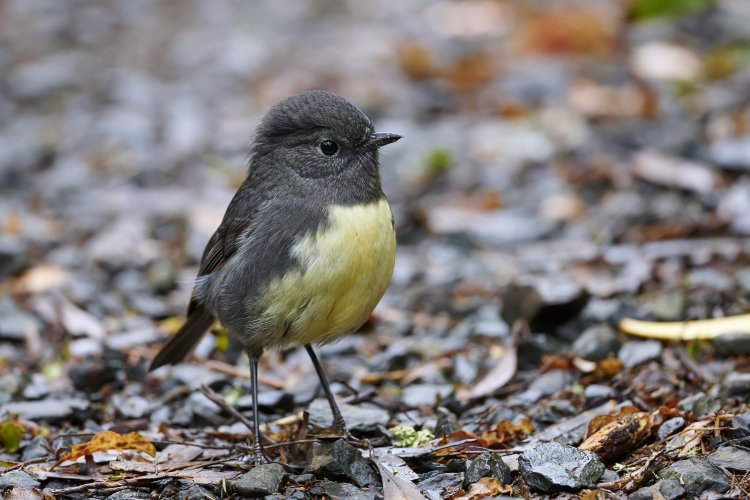New Zealand Birds