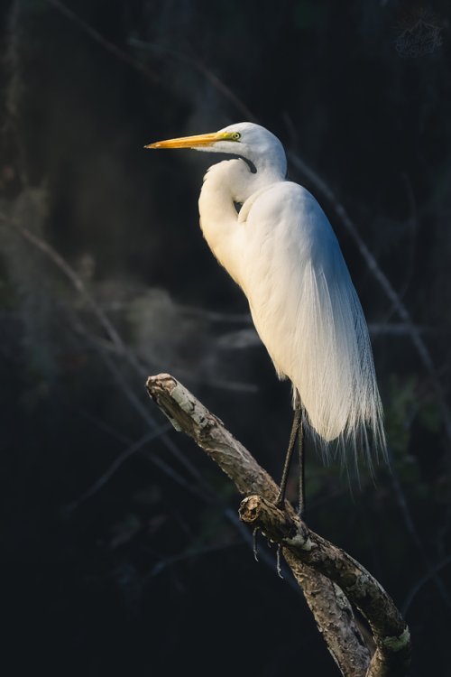 birds & a gator on the st johns river (florida)