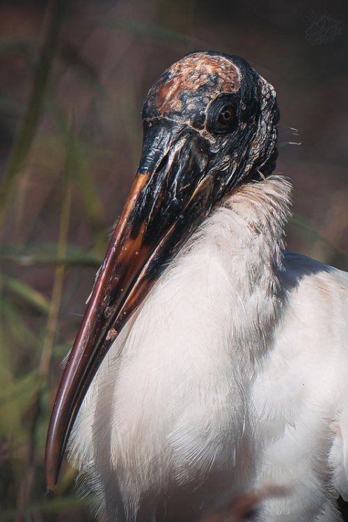 wood stork