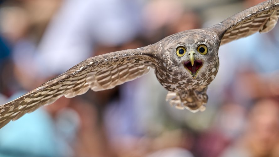 23 shot Owl flight sequence