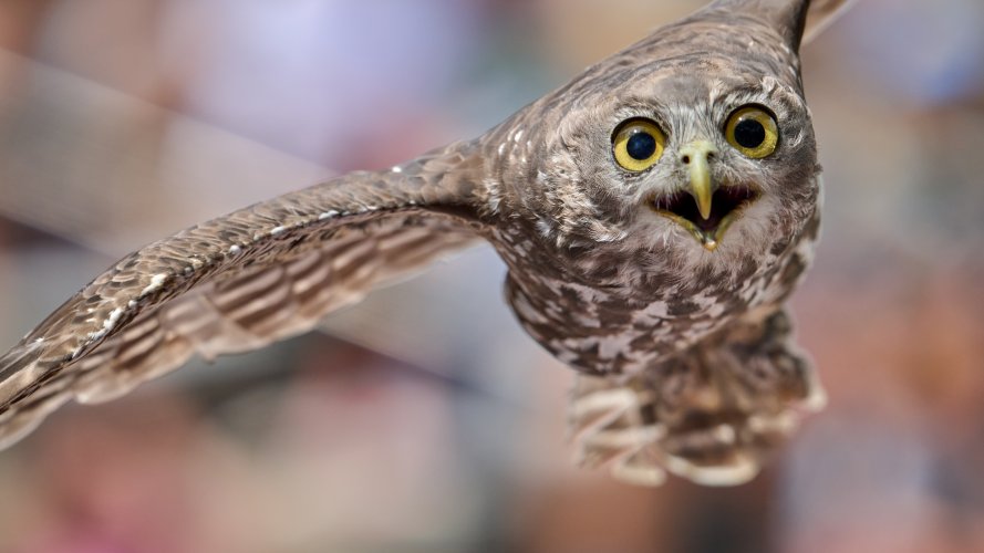 23 shot Owl flight sequence