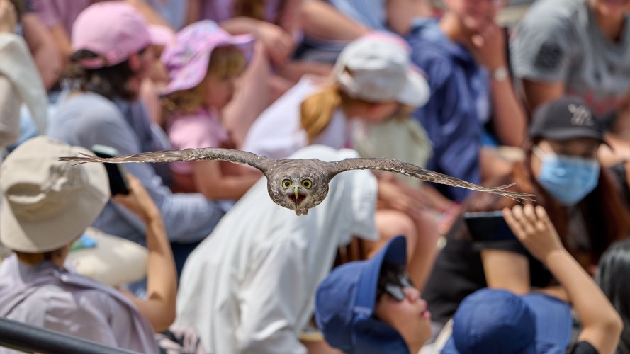23 shot Owl flight sequence