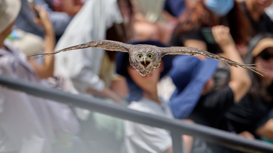 23 shot Owl flight sequence