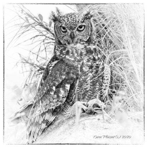 Show Your High-Key B&W Wildlife Photos