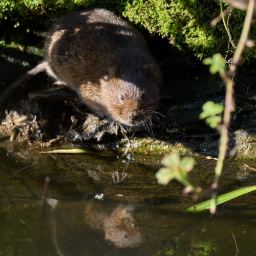 Water Vole