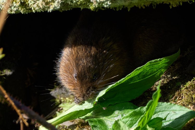 Water Vole