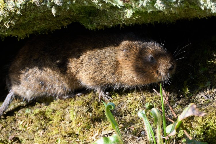Water Vole