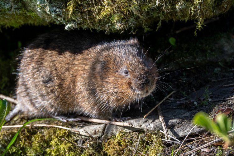 Water Vole