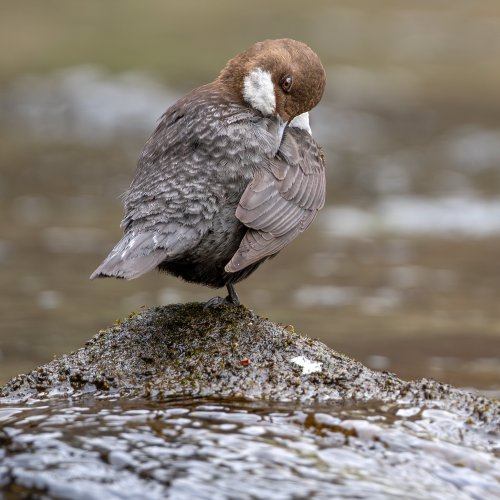 Dippers