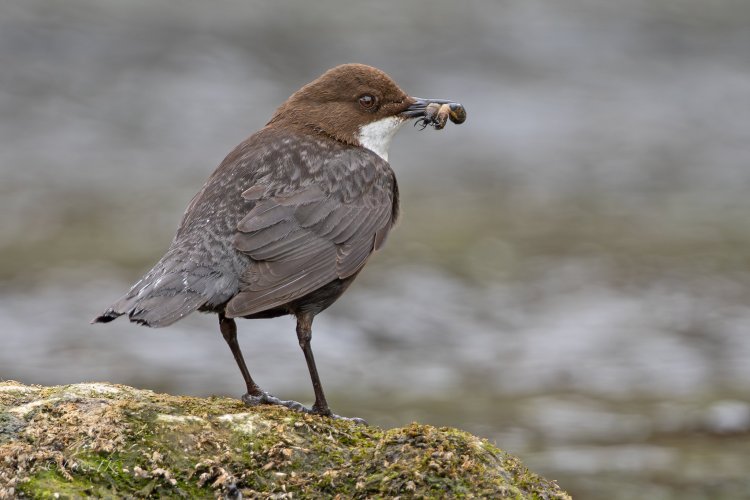 Dippers