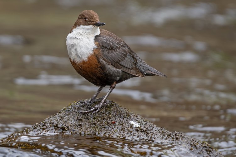 Dippers
