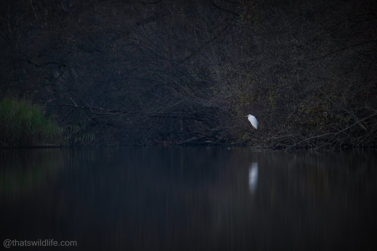 Emotions by great heron in the twilight