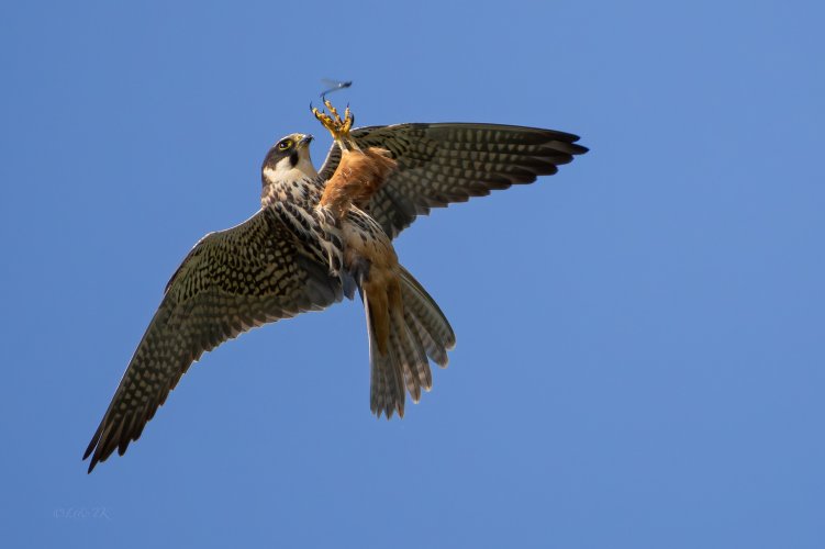 Hobby's