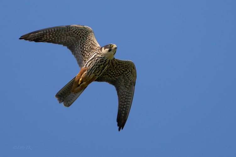 Hobby's