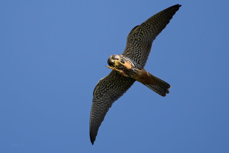 Hobby's