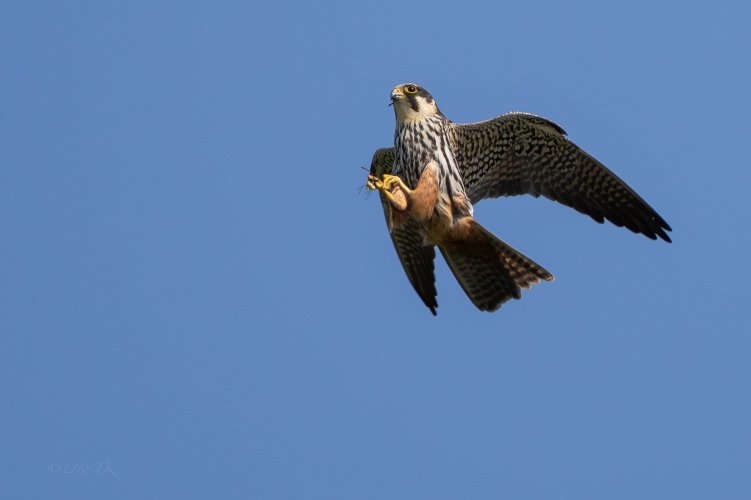 Hobby's