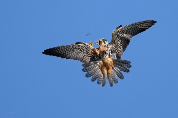 Hobby's