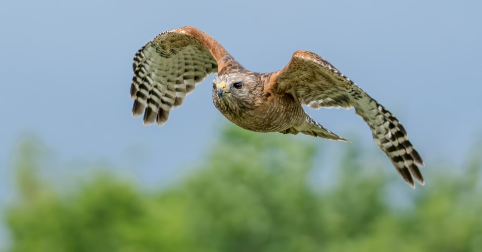 Red-shouldered hawk in flight
