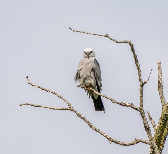 Mississippi kite