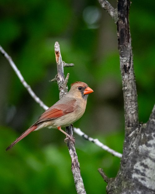 Messing about at my bird feeders